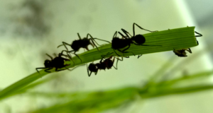 ¿Cómo deciden su menú las hormigas cortadoras?