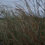hormigas – raigrás