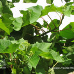 jatropha-curcas-ad33-log