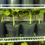 jatropha – plantas