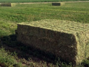 La Rioja quiere hacer los deberes para sumarse al boom exportador de alfalfa