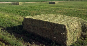 La Rioja quiere hacer los deberes para sumarse al boom exportador de alfalfa