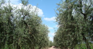 ¿En extinción? de 20 mil hectáreas cultivadas con olivo en Mendoza, sólo quedan 5 mil y “cada vez hay menos”