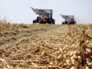 El sector manisero reclama una solución urgente a la falta de combustible