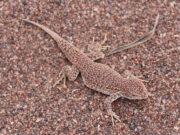 Nuevo estudio revela que cerca de un 20 por ciento de las especies de reptiles se encuentra bajo amenaza