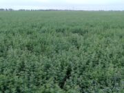 Control de malezas en el cultivo de alfalfa en San Luis