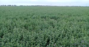 Control de malezas en el cultivo de alfalfa en San Luis