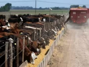 Feedlots: volvieron a tener un margen bruto positivo, pero hay turbulencias
