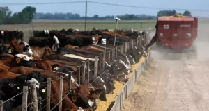 Feedlots: volvieron a tener un margen bruto positivo, pero hay turbulencias