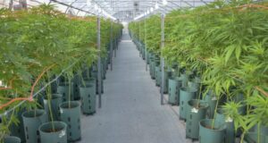 Se promulgó la Ley de Cannabis Medicinal y Cáñamo Industrial