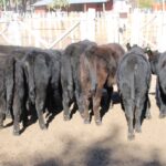Copia de IMG_0119