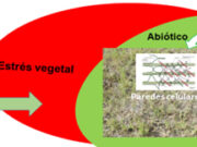 Estudio argentino identifica un secreto para mejorar la digestibilidad de un forraje para ganado