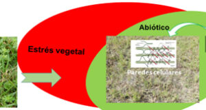 Estudio argentino identifica un secreto para mejorar la digestibilidad de un forraje para ganado