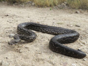 San Luis: liberan una lampalagua en la Reserva Natural Quebrada de las Higueritas