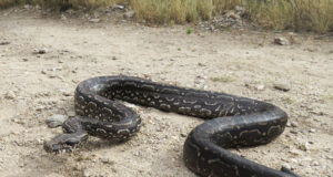 San Luis: liberan una lampalagua en la Reserva Natural Quebrada de las Higueritas