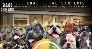 San Luis: El Ateneo Juvenil acompaña la Fiesta del Ternero con un gran encuentro de perros American Bully