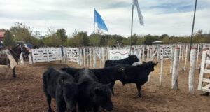 Valores firmes: El norte de San Luis disfrutó su 12° Fiesta del Ternero