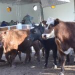 WhatsApp Image 2022-05-20 at 8.37.20 PM (2)