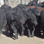 WhatsApp Image 2022-05-20 at 8.37.21 PM (1)