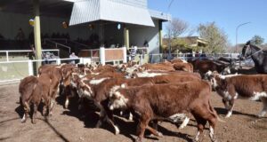 Con leves aumentos de la invernada, San Luis Feria subastó 1.600 cabezas
