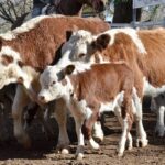 WhatsApp Image 2022-05-20 at 8.37.36 PM