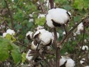 Algodón: presentan la primera variedad con fibras extra largas de la Argentina