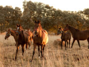 Cómo tramitar la habilitación y registrar la libreta sanitaria equina y cuáles son sus requisitos
