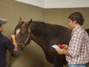 Reconocen más casos de Anemia Infecciosa Equina en San Luis