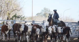 Valores firmes para los terneros livianos en el remate de San Luis Feria