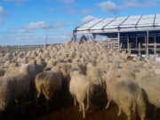 Con un cambio en el menú, las ovejas producen más leche y de mejor calidad