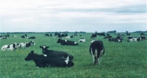 “Hace 25 años que crece la producción orgánica argentina”