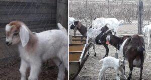 Innovación ganadera en Mendoza: nació el primer cabrito gracias a la biotecnología reproductiva