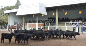 Valores estables en el primer remate de junio de San Luis Feria