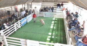San Luis Feria: pagaron hasta $100 mil por los padrillos en el remate de porcinos en Río Cuarto