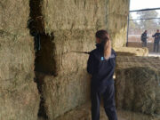 De Córdoba al mundo: vuelven a exportan megafardos de alfalfa a los Emiratos Árabes