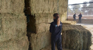 De Córdoba al mundo: vuelven a exportan megafardos de alfalfa a los Emiratos Árabes