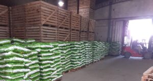 San Luis: Certificación sanitaria para la exportación a Chile de 12.500 kilos de papa