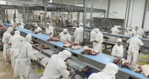 Se afianzó el aumento del peso de faena y subió siete kilos en promedio