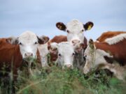 Cómo fortalecer los rodeos y lograr vientres más fértiles