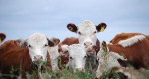 Cómo fortalecer los rodeos y lograr vientres más fértiles