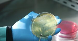 El INTA desarrolló una vacuna contra la Escherichia coli en bovinos