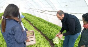 Producción propia: una cooperativa de Tilisarao comenzó con la venta de lechuga