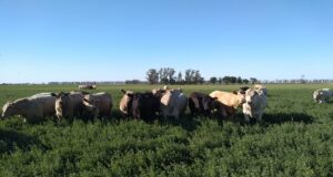 Aumentar el peso de faena para producir más carne