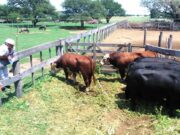 Status sanitario: San Luis arrancó con su Plan Toros II con diagnósticos de PCR