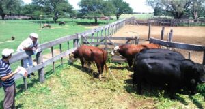 Status sanitario: San Luis arrancó con su Plan Toros II con diagnósticos de PCR