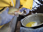San Luis: la Estación de Piscicultura comenzó con la reproducción de truchas