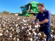 El gran potencial que tiene el algodón en San Luis, según un experto del INTA