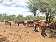Mendoza busca potenciar la ganadería con créditos al 18% anual y 3 años de gracia