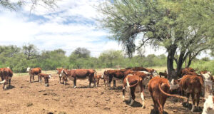 Mendoza busca potenciar la ganadería con créditos al 18% anual y 3 años de gracia
