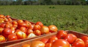 Mendoza y San Juan concentran el 80% de la producción nacional de tomates
